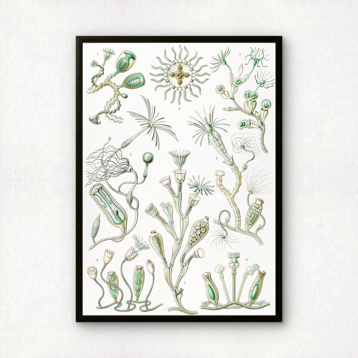 Ernst Haeckel Art Print | Plate 45: Campanulina | Vintage Wall Art Poster