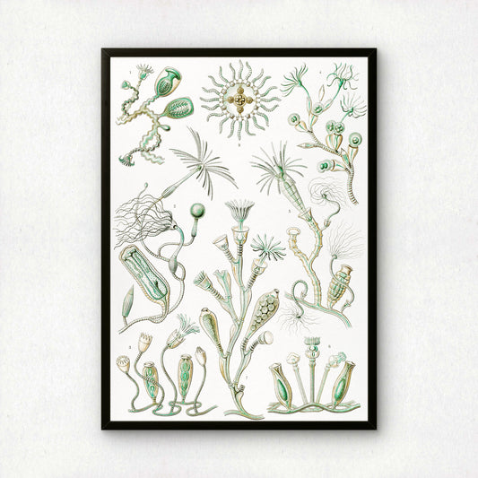 Ernst Haeckel Art Print | Plate 45: Campanulina | Vintage Wall Art Poster