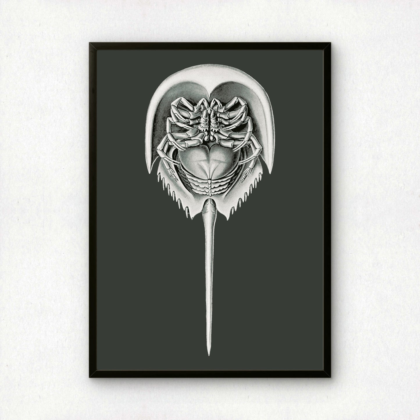 Ernst Haeckel Remixed Art Print 45 | Vintage Illustration | Modern Wall Art