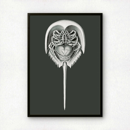 Ernst Haeckel Remixed Art Print 45 | Vintage Illustration | Modern Wall Art