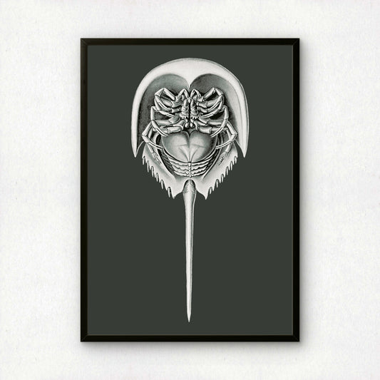 Ernst Haeckel Remixed Art Print 45 | Vintage Illustration | Modern Wall Art