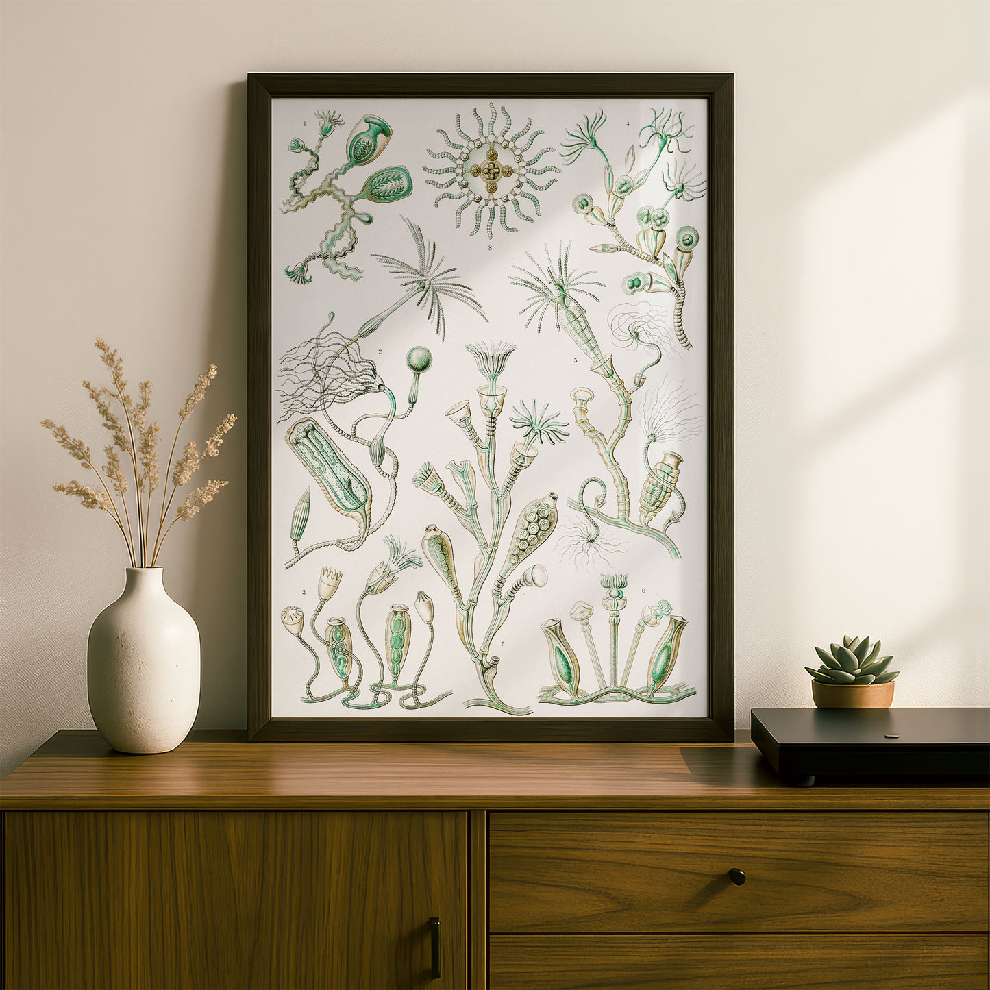 Ernst Haeckel Art Print | Plate 45: Campanulina | Vintage Wall Art Poster