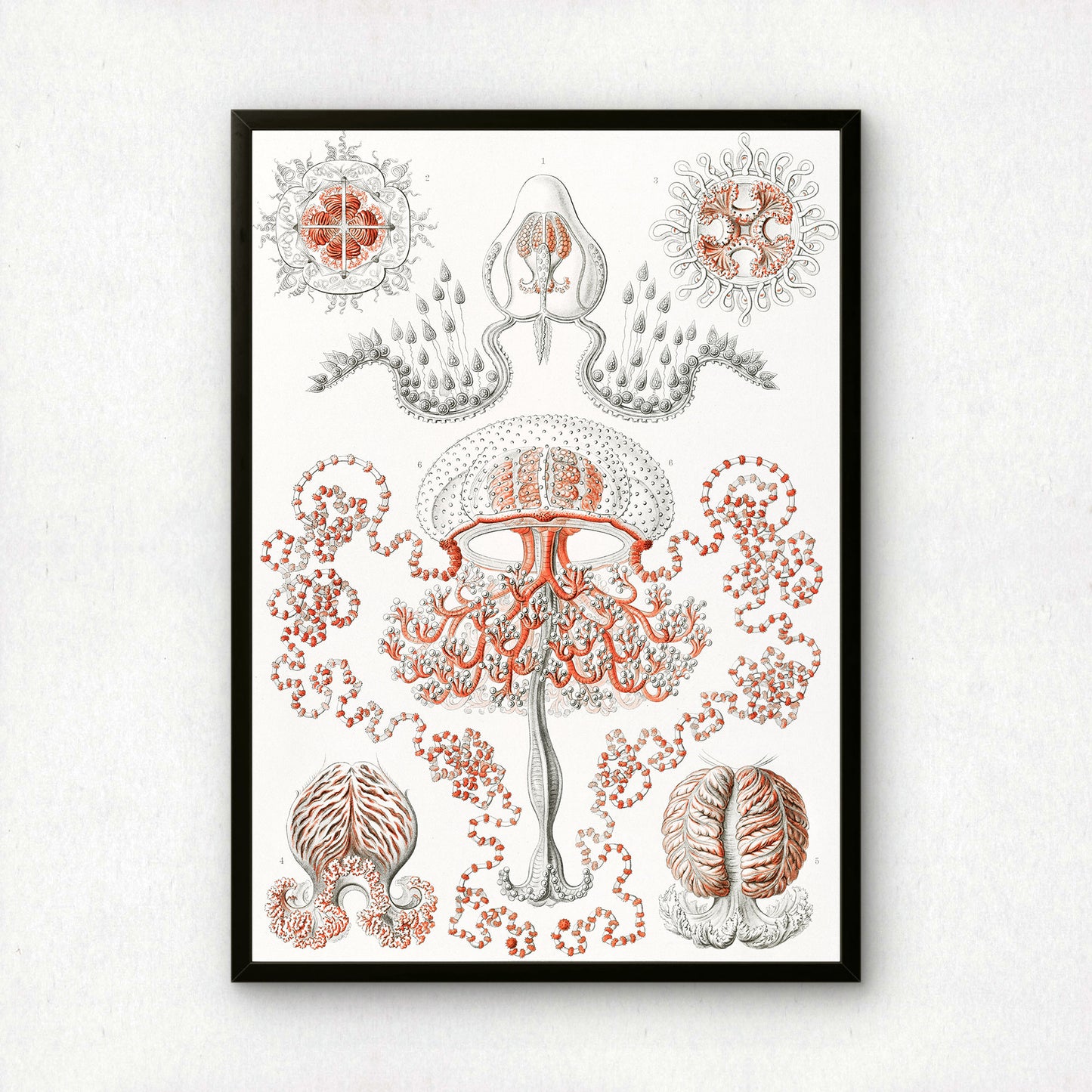 Ernst Haeckel Art Print | Plate 46: Gemmaria | Quality Vintage Wall Art Poster