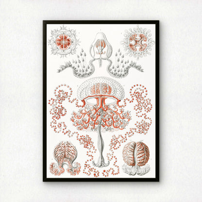 Ernst Haeckel Art Print | Plate 46: Gemmaria | Quality Vintage Wall Art Poster