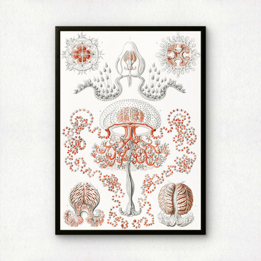 Ernst Haeckel Art Print | Plate 46: Gemmaria | Quality Vintage Wall Art Poster