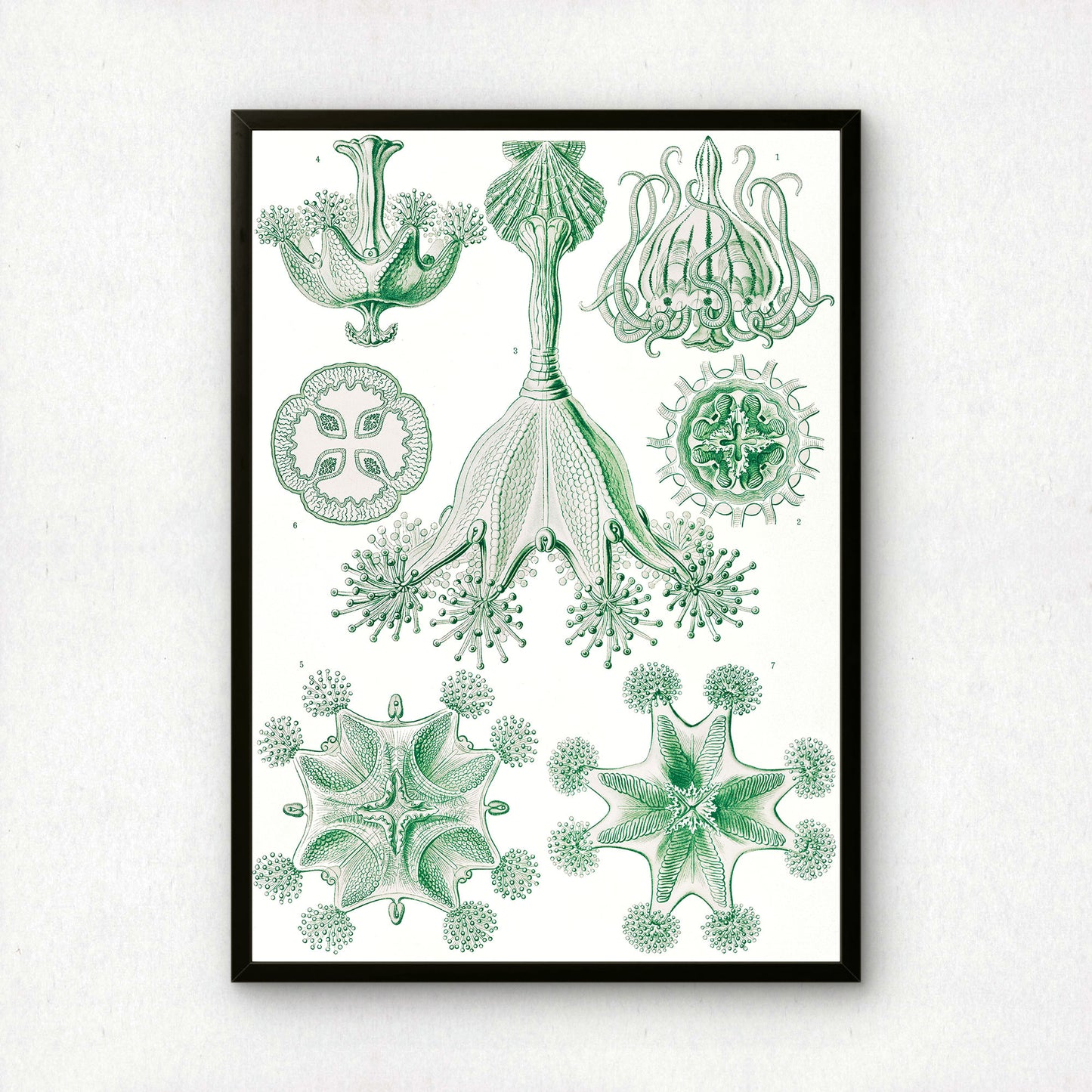 Ernst Haeckel Art Print | Plate 48: Lucernaria | Quality Vintage Wall Art Poster