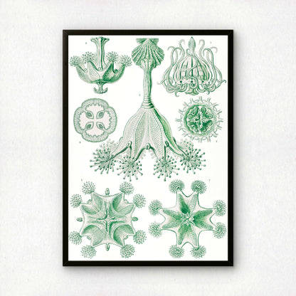 Ernst Haeckel Art Print | Plate 48: Lucernaria | Quality Vintage Wall Art Poster