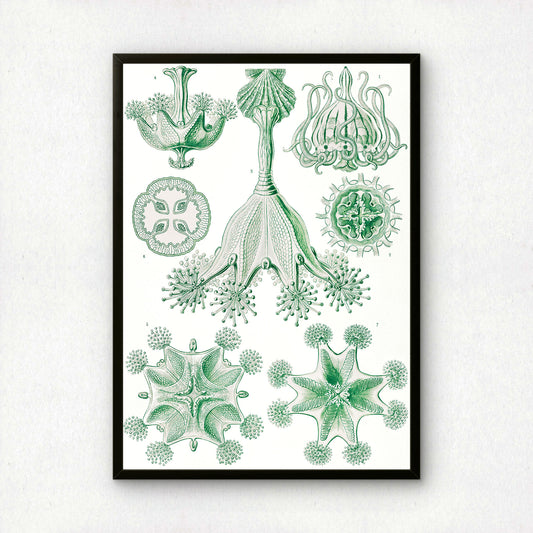Ernst Haeckel Art Print | Plate 48: Lucernaria | Quality Vintage Wall Art Poster