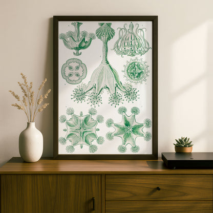 Ernst Haeckel Art Print | Plate 48: Lucernaria | Quality Vintage Wall Art Poster