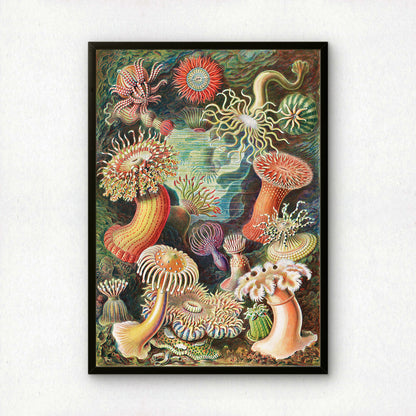 Ernst Haeckel Art Print | Plate 49: Heliactis | Quality Vintage Wall Art Poster