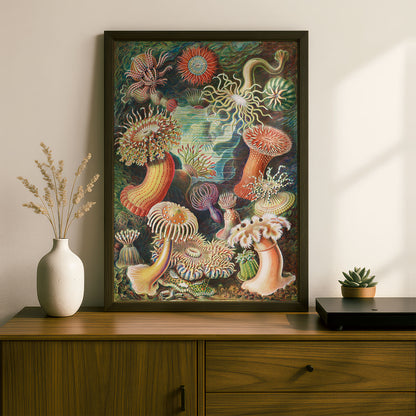 Ernst Haeckel Art Print | Plate 49: Heliactis | Quality Vintage Wall Art Poster