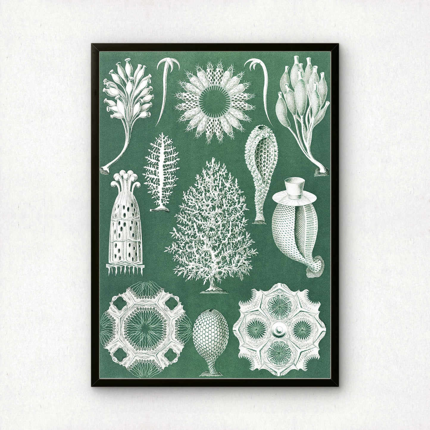 Ernst Haeckel Art Print | Plate 5: Ascandra | Quality Vintage Wall Art Poster