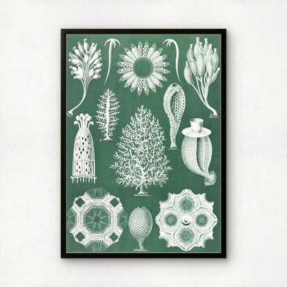 Ernst Haeckel Art Print | Plate 5: Ascandra | Quality Vintage Wall Art Poster