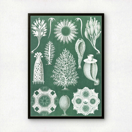 Ernst Haeckel Art Print | Plate 5: Ascandra | Quality Vintage Wall Art Poster