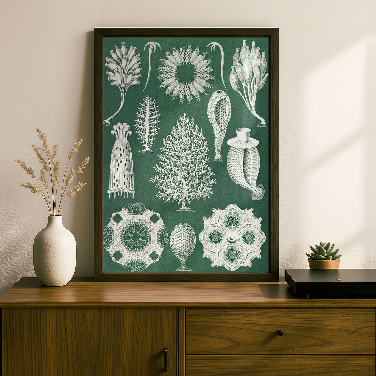 Ernst Haeckel Art Print | Plate 5: Ascandra | Quality Vintage Wall Art Poster