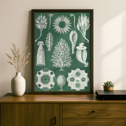 Ernst Haeckel Art Print | Plate 5: Ascandra | Quality Vintage Wall Art Poster