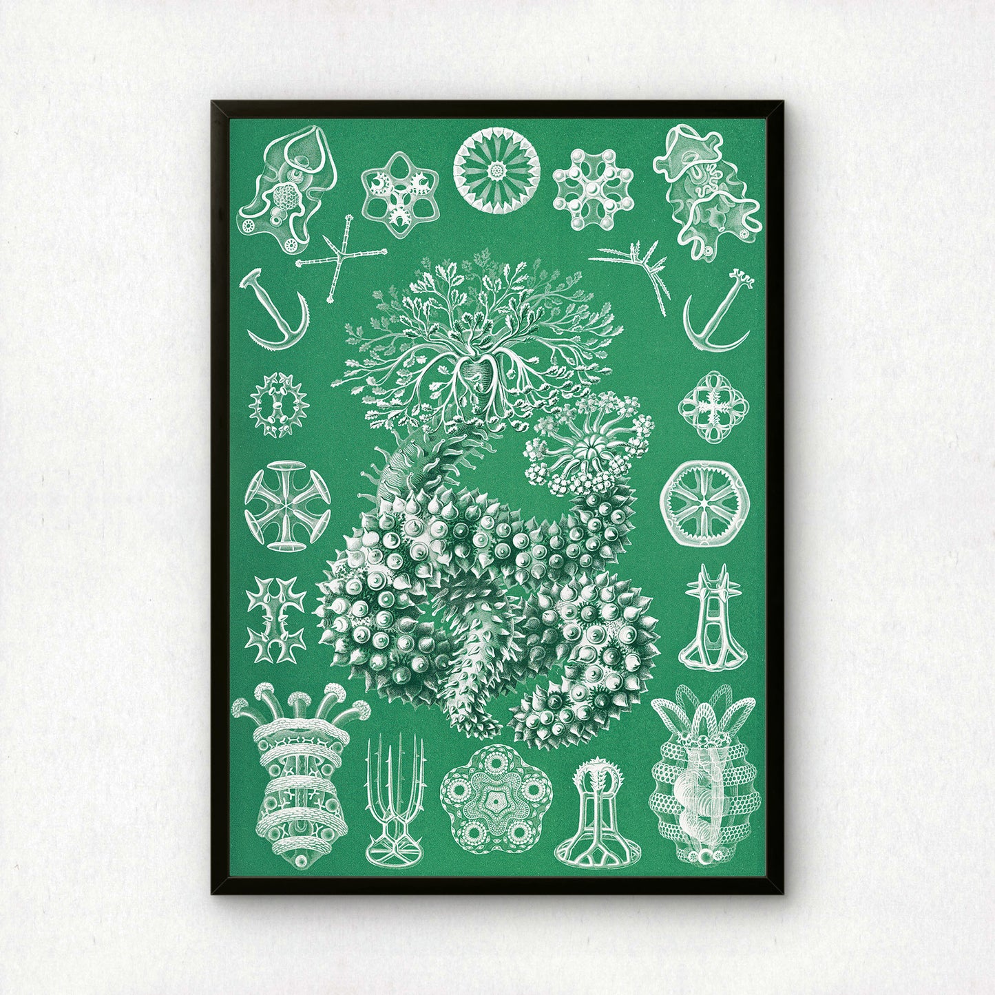 Ernst Haeckel Art Print | Plate 50: Sporadipus | Quality Vintage Wall Art Poster