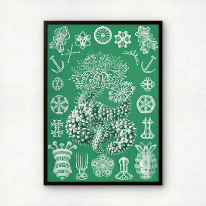Ernst Haeckel Art Print | Plate 50: Sporadipus | Quality Vintage Wall Art Poster