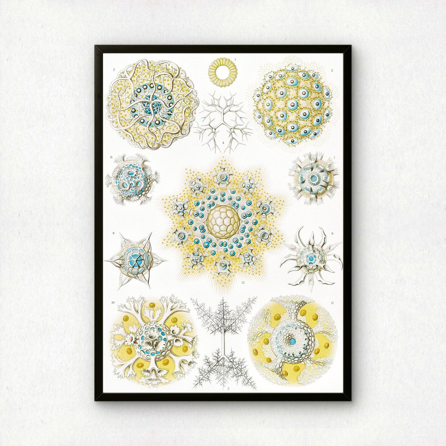 Ernst Haeckel Art Print | Plate 51: Collosphaera | Vintage Wall Art Poster