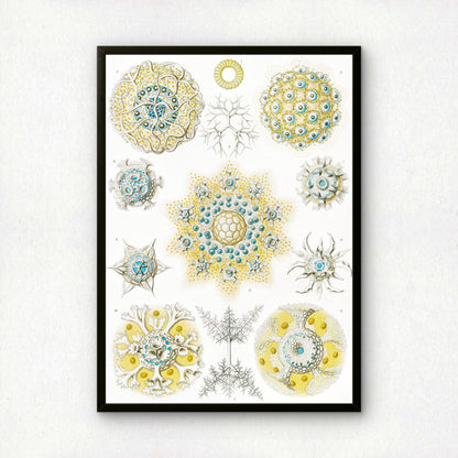 Ernst Haeckel Art Print | Plate 51: Collosphaera | Vintage Wall Art Poster