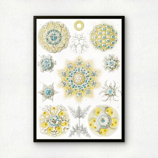 Ernst Haeckel Art Print | Plate 51: Collosphaera | Vintage Wall Art Poster