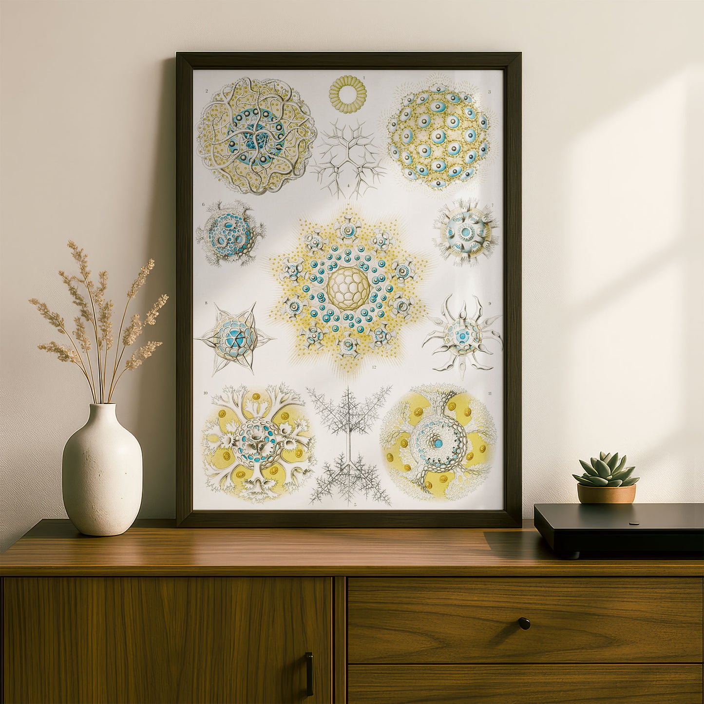 Ernst Haeckel Art Print | Plate 51: Collosphaera | Vintage Wall Art Poster