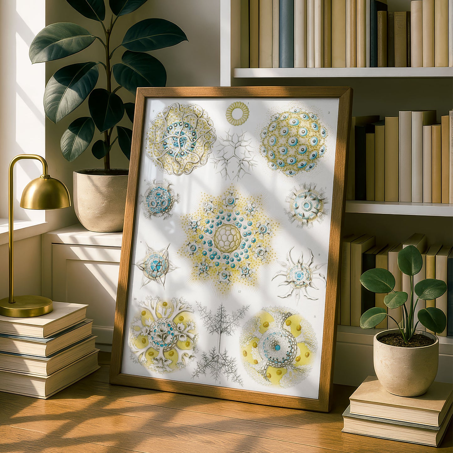 Ernst Haeckel Art Print | Plate 51: Collosphaera | Vintage Wall Art Poster