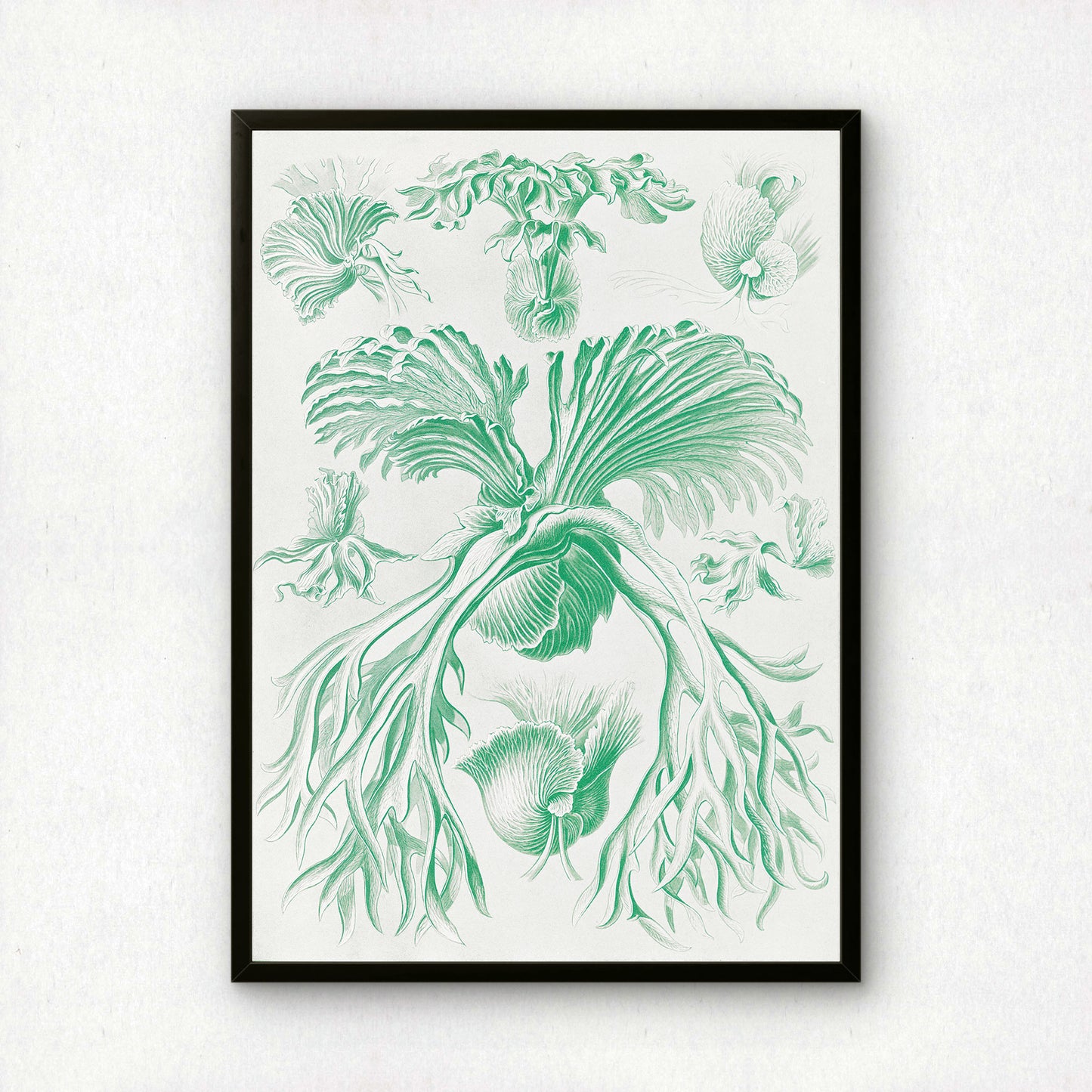 Ernst Haeckel Art Print | Plate 52: Platycerium | Vintage Wall Art Poster