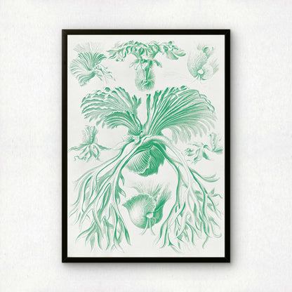 Ernst Haeckel Art Print | Plate 52: Platycerium | Vintage Wall Art Poster