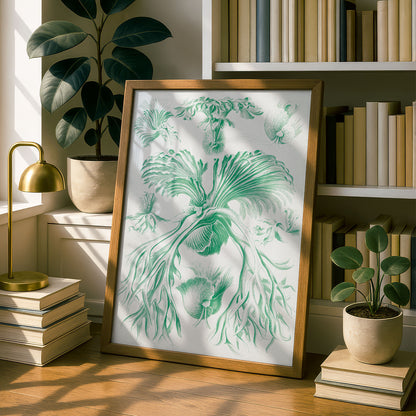 Ernst Haeckel Art Print | Plate 52: Platycerium | Vintage Wall Art Poster