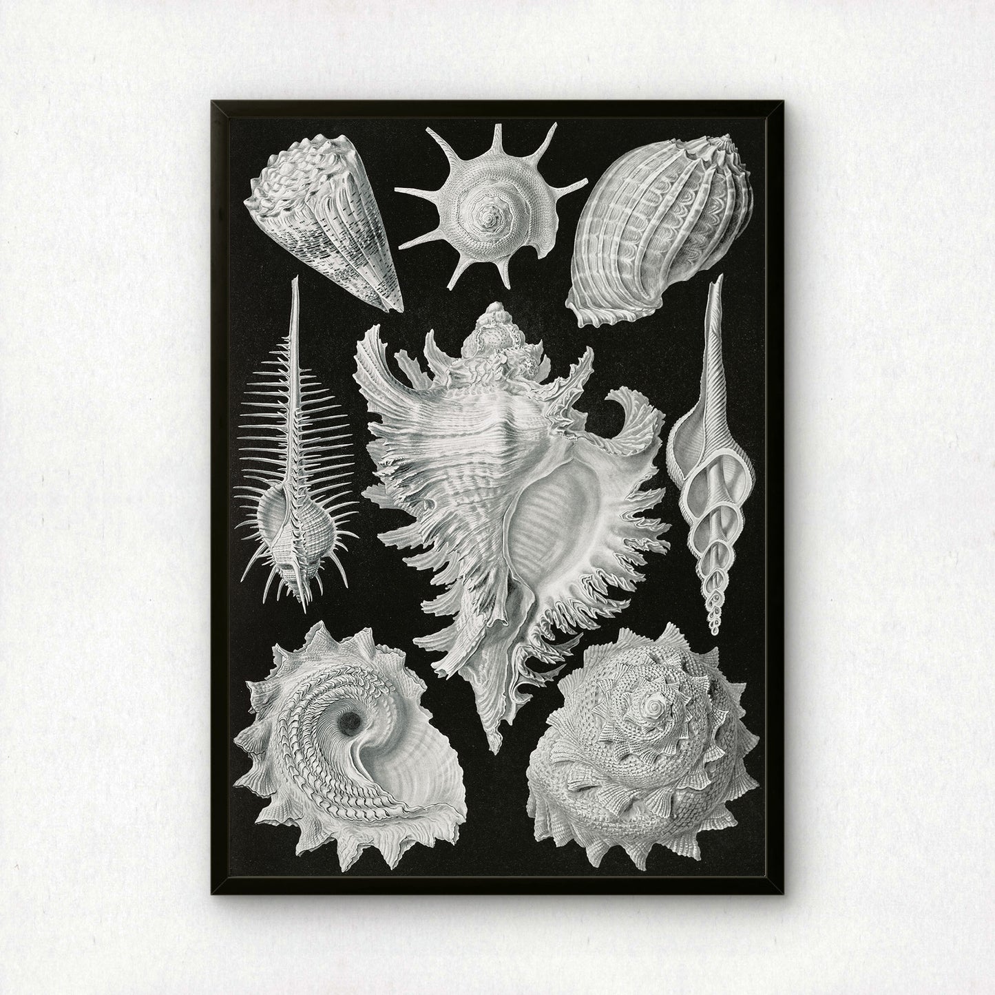 Ernst Haeckel Art Print | Plate 53: Murex | Quality Vintage Wall Art Poster