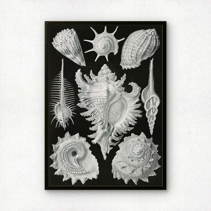 Ernst Haeckel Art Print | Plate 53: Murex | Quality Vintage Wall Art Poster