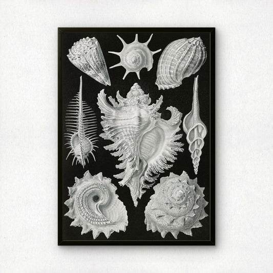 Ernst Haeckel Art Print | Plate 53: Murex | Quality Vintage Wall Art Poster