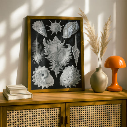 Ernst Haeckel Art Print | Plate 53: Murex | Quality Vintage Wall Art Poster