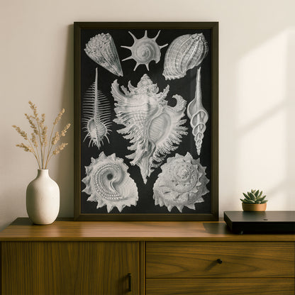 Ernst Haeckel Art Print | Plate 53: Murex | Quality Vintage Wall Art Poster