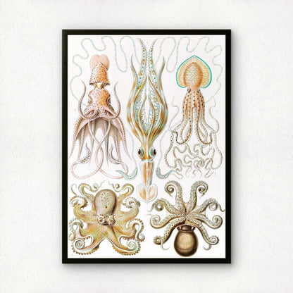 Ernst Haeckel Art Print | Plate 54: Octopus | Quality Vintage Wall Art Poster