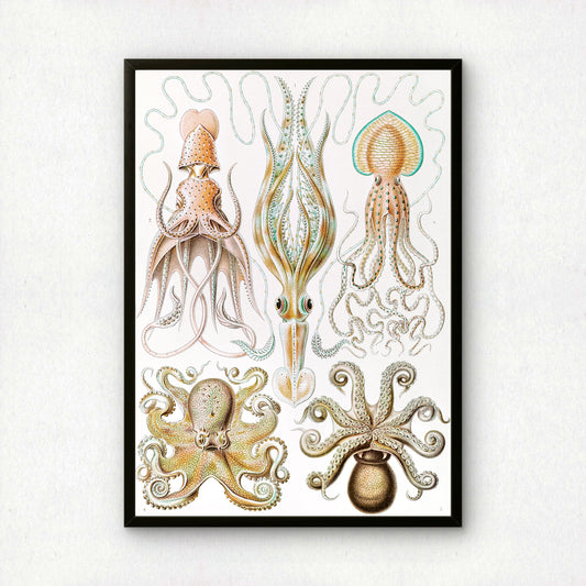 Ernst Haeckel Art Print | Plate 54: Octopus | Quality Vintage Wall Art Poster