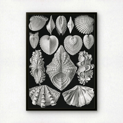 Ernst Haeckel Art Print | Plate 55: Cytherea | Vintage Wall Art Poster