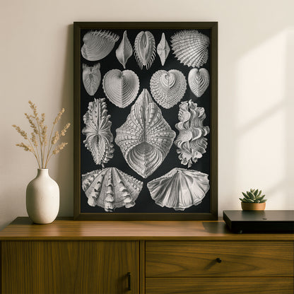 Ernst Haeckel Art Print | Plate 55: Cytherea | Vintage Wall Art Poster