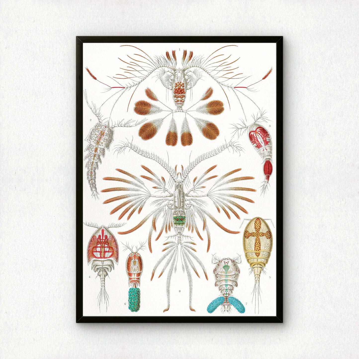 Ernst Haeckel Art Print | Plate 56: Calanus | Quality Vintage Wall Art Poster