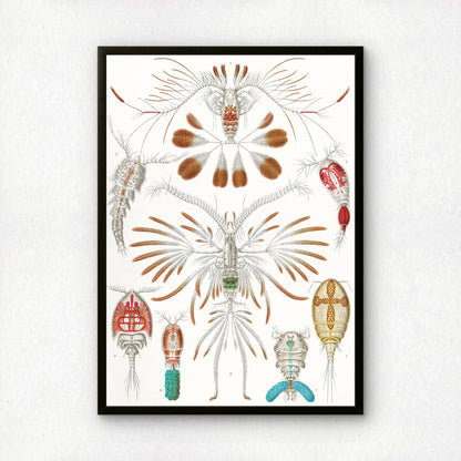 Ernst Haeckel Art Print | Plate 56: Calanus | Quality Vintage Wall Art Poster