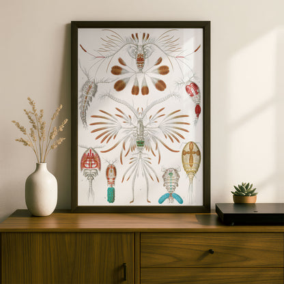 Ernst Haeckel Art Print | Plate 56: Calanus | Quality Vintage Wall Art Poster