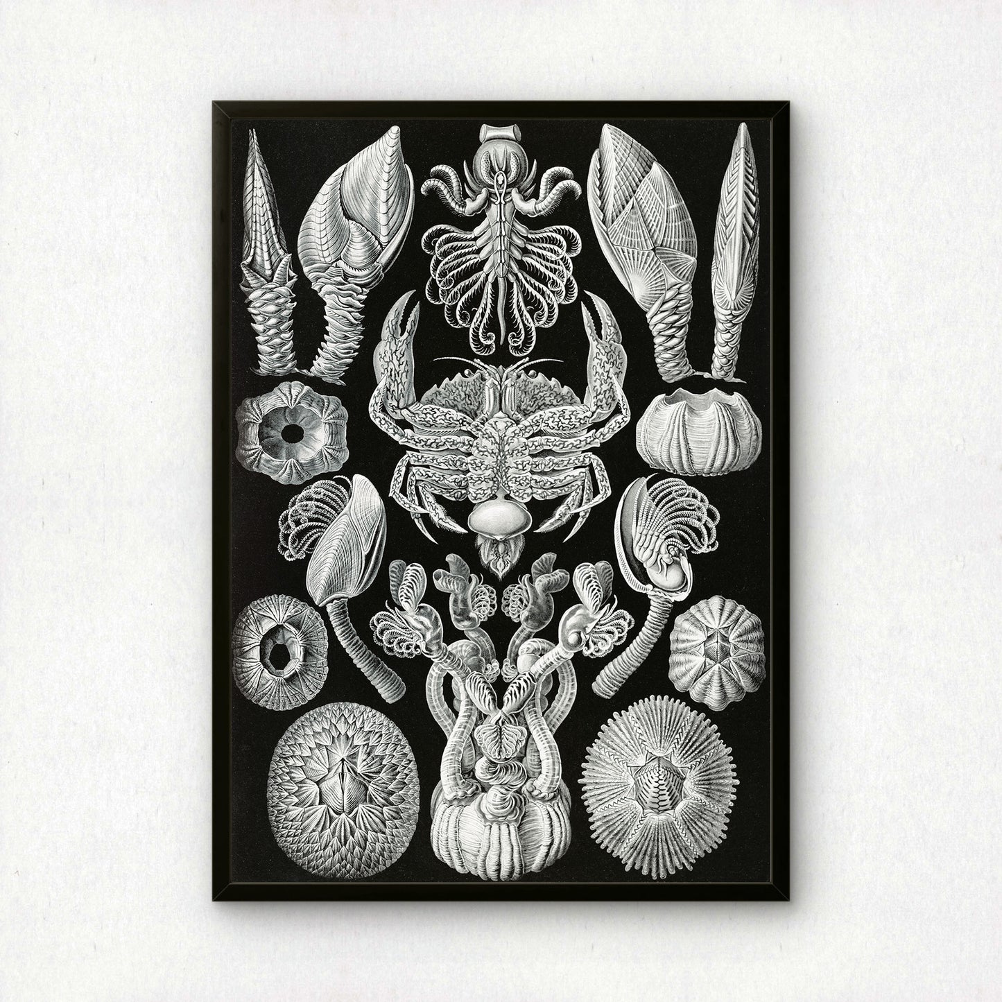 Ernst Haeckel Art Print | Plate 57: Lepas | Quality Vintage Wall Art Poster
