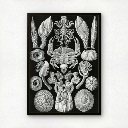 Ernst Haeckel Art Print | Plate 57: Lepas | Quality Vintage Wall Art Poster