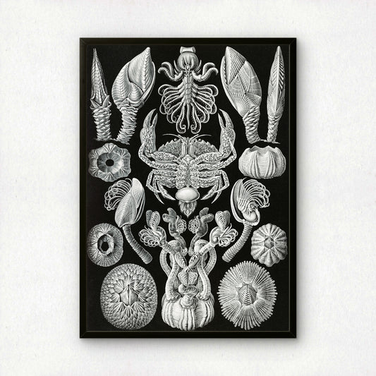 Ernst Haeckel Art Print | Plate 57: Lepas | Quality Vintage Wall Art Poster