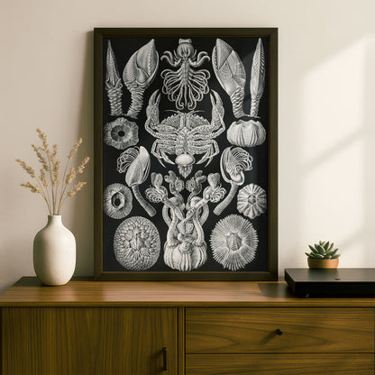 Ernst Haeckel Art Print | Plate 57: Lepas | Quality Vintage Wall Art Poster
