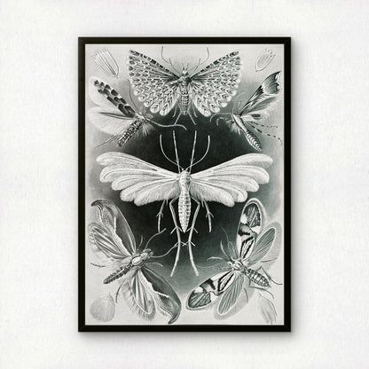 Ernst Haeckel Art Print | Plate 58: Alucita | Quality Vintage Wall Art Poster