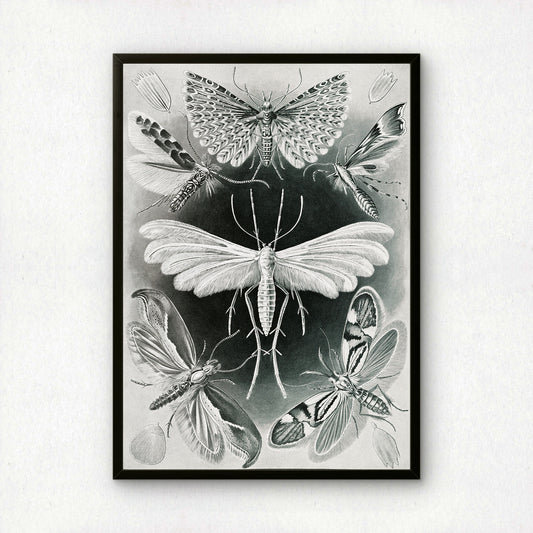 Ernst Haeckel Art Print | Plate 58: Alucita | Quality Vintage Wall Art Poster