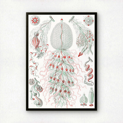 Ernst Haeckel Art Print | Plate 59: Strobulia | Vintage Wall Art Poster
