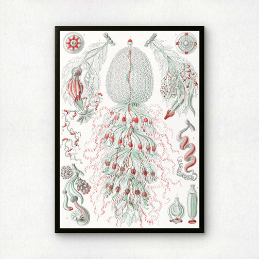 Ernst Haeckel Art Print | Plate 59: Strobulia | Vintage Wall Art Poster